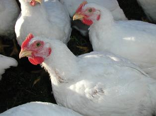 Poultry